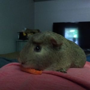 Meet your Posher, Aureliano